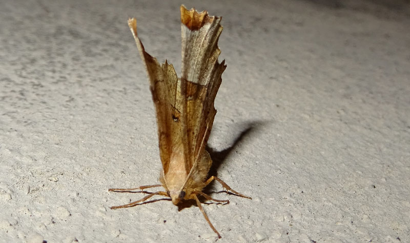 Selenia lunularia - Geometridae